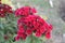 Beautiful Red Flowers in Mughal Gardens