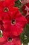 Beautiful red flowers of petunia, close up