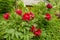 Beautiful red flowers Planted in the garden.Garden with many red flowers