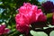 Beautiful red flowers of rhododendron in the park of the castle of Sychrov in the Czech Republic