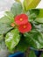 The beautiful red flowers of the small trees around the courtyard of the house