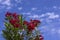 Beautiful red flowers of spring oleander against a blue sky
