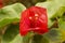 beautiful red flowers on a tree in a park Ibirapuera in Sao Paulo, Brazil