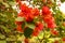 beautiful red flowers on a tree in a park Ibirapuera in Sao Paulo, Brazil