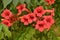 Beautiful red flowers of the trumpet vine or trumpet creeper Campsis radicans. Campsis Flamenco bright orange flowers