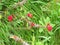 Beautiful red flowers on twigs with thorns Euphorbia milii or Corona de Cristo close-up.