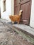 Beautiful red fluffy cat by the old door