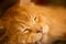 Beautiful red fluffy purebred Maine Coon cat sleeps, close-up