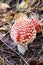 Beautiful red fly agaric in forest in autumn close-up poison