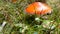 Beautiful red fly agaric in the green grass in forest. Autumn harvest of mushrooms in Carpathians