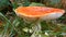 Beautiful red fly agaric in the green grass in forest. Autumn harvest of mushrooms in Carpathians