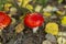 A beautiful red fly agaric grows in the forest.Poisonous mushrooms