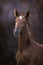 Beautiful red foal close up portrait