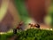 Beautiful red, forest ants standing on moss