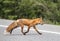 Beautiful red fox crosses the road