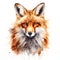 Beautiful red fox portrait, isolated on white background. Digital watercolour illustration.