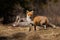 Beautiful red fox posing on the spring meadow with dead roe deer in background