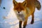 Beautiful red fox in a winter snowy sunny day. Close-up.