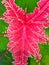 Beautiful red and free color of aglonema leaf