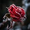 Beautiful red frozen rose covered with hoarfrost close-up, original flower background,