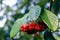 Beautiful Red Fruits, Scarlet Firethorn