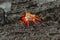 Beautiful red Galapagos crab walking among the volcanic rocks