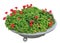 Beautiful red geranium flowers bloom in a round metal vase on a