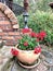 Beautiful red geranium growing in the garden