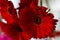 Beautiful red gerbera close-up in a bouquet. Bouquet of spring gerberas of red color.