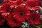 Beautiful red gerbera flowers bouquet closeup. Floral background