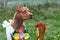 Beautiful red ginger dog of American PitBull terrier breed, red female with show ribbons and garland of flowers, old school ear