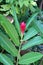 Beautiful red ginger flowers growing in the garden