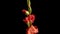 Beautiful red gladiole