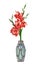 Beautiful red gladiolus in vase