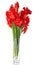 Beautiful red gladiolus in vase