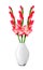 Beautiful red gladiolus in vase isolated