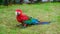 Beautiful red green and blue macore parrot bird