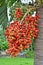 Beautiful red and green fruits of palm tree