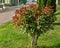 Beautiful red and green leaves of Photinia fraseri  `Red Robin` shrub in Sochi