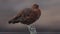 A beautiful Red Grouse, Lagopus lagopus, perching on a wooden fence post in the moors on a cold dark windy day.