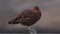 A beautiful Red Grouse, Lagopus lagopus, perching on a wooden fence post in the moors on a cold dark windy day.