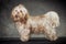 Beautiful red-haired female Russian color lap-dog in an exhibition stand