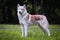 Beautiful red-haired husky dog in the park