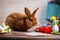 Beautiful red-haired rabbit sitting on a wooden board on a blue