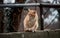 Beautiful red haired young kitten sits and poses in nature. Portrait of lonely red striped street cat with hard fate and scratches