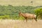 Beautiful red Hartebeest walking through dry grass