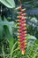 Beautiful red Heliconia rostrata flower in a garden.Common names for the genus include Hanging lobster claw