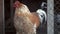 Beautiful red hens at farm. Rural landscape with beautiful chicken. Domestic fowl. Henhouse