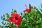 Beautiful red hibiscus