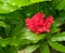 Beautiful red hibiscus flower blooming in branch of green leaves plant in garden, closeup of petals and pollens, nature wallpaper